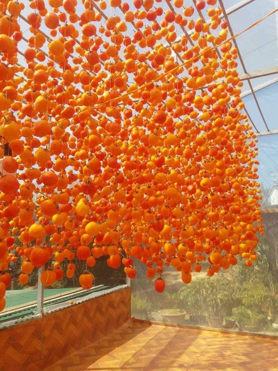 Hồng treo gió Đà Lạt - Món quà đặc biệt từ "thành phố ngàn hoa"