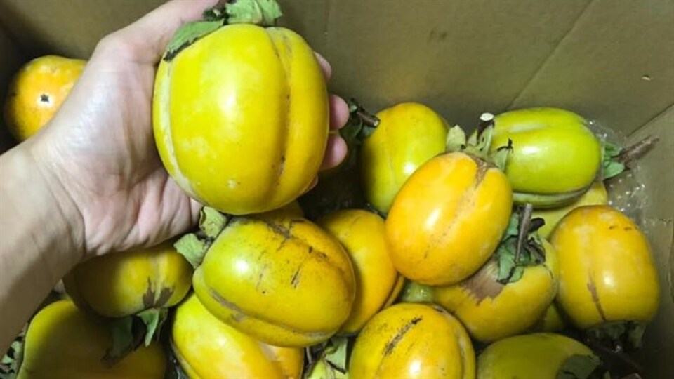 Hồng treo gió Đà Lạt - Món quà đặc biệt từ "thành phố ngàn hoa"