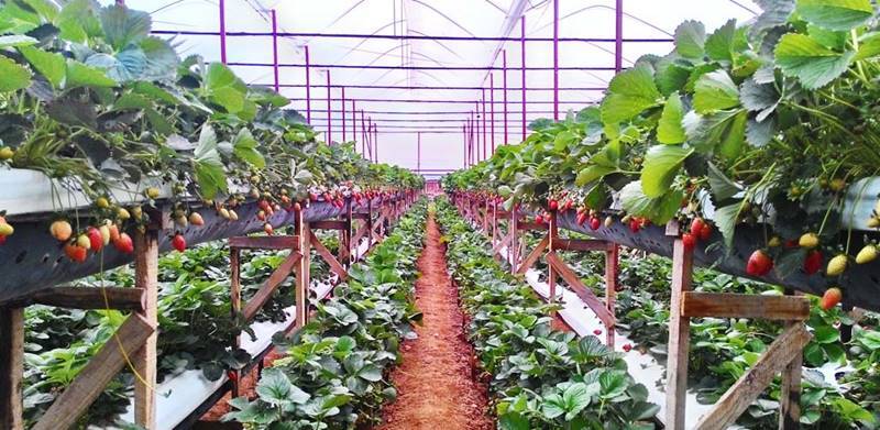 Top 10 Vườn dâu Đà Lạt view đẹp giá rẻ chất lượng đáng tham quan