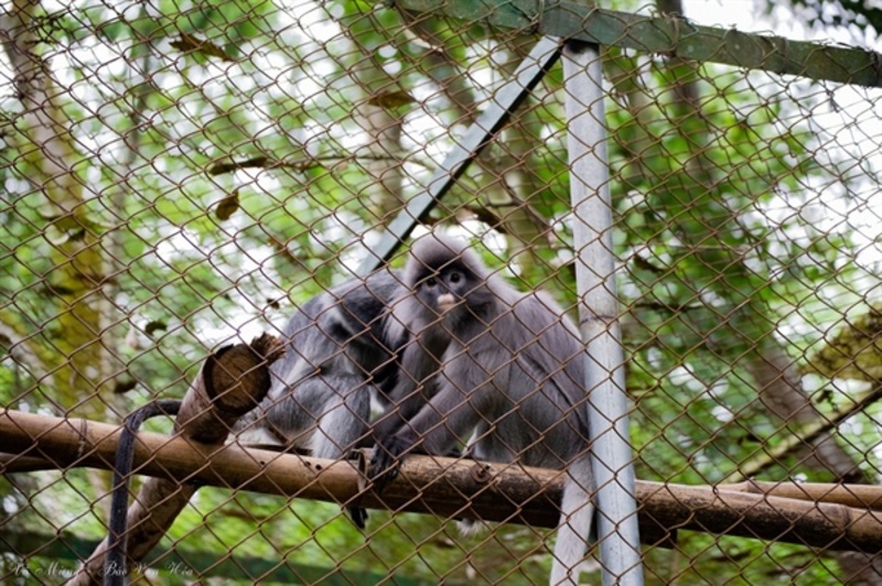 Cúc Phương Resort – Chạy trốn khói bụi thành phố