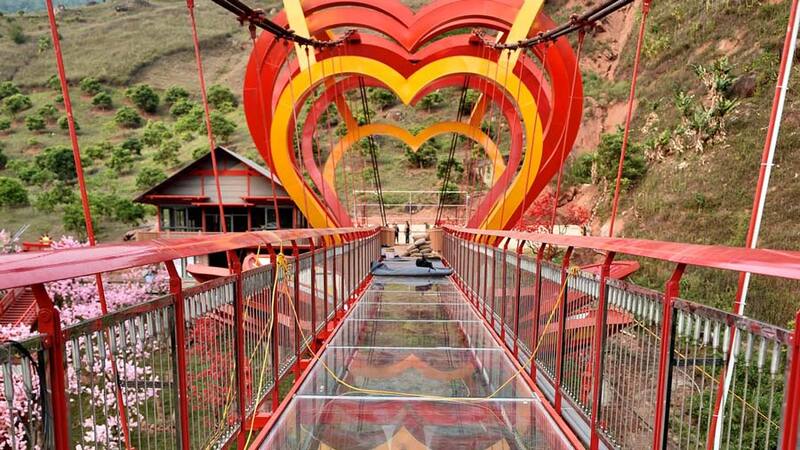 Emopea Mộc Châu - Bông hoa nhỏ nở giữa đồi chè ngát xanh