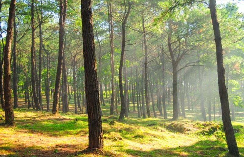 May Tropical Villas - Nhiệt đới xanh giữa lòng "hối hả"