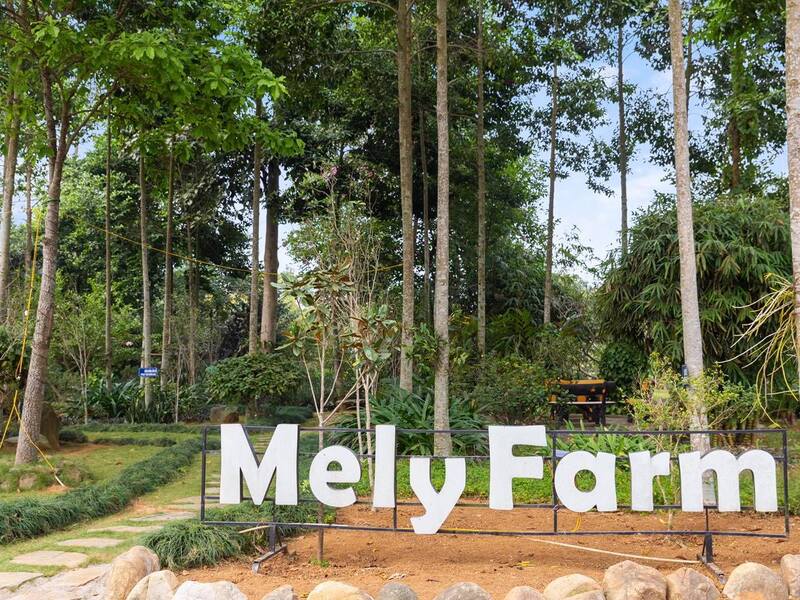 Mely Farm Homestay - Thả hồn giữa "trái tim của những hối hả"
