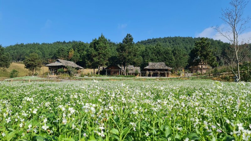 The Nordic Village Mộc Châu - Vùng trời Bắc Âu giữa lòng Mộc Châu