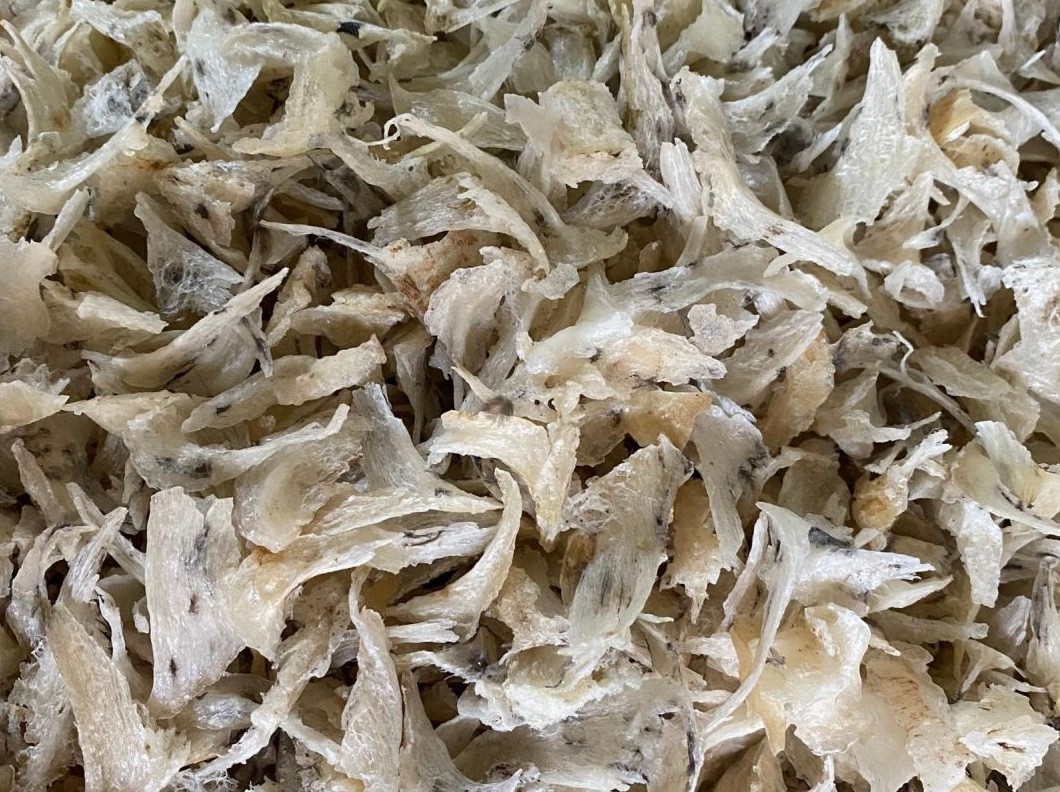 yến sào khánh hòa
