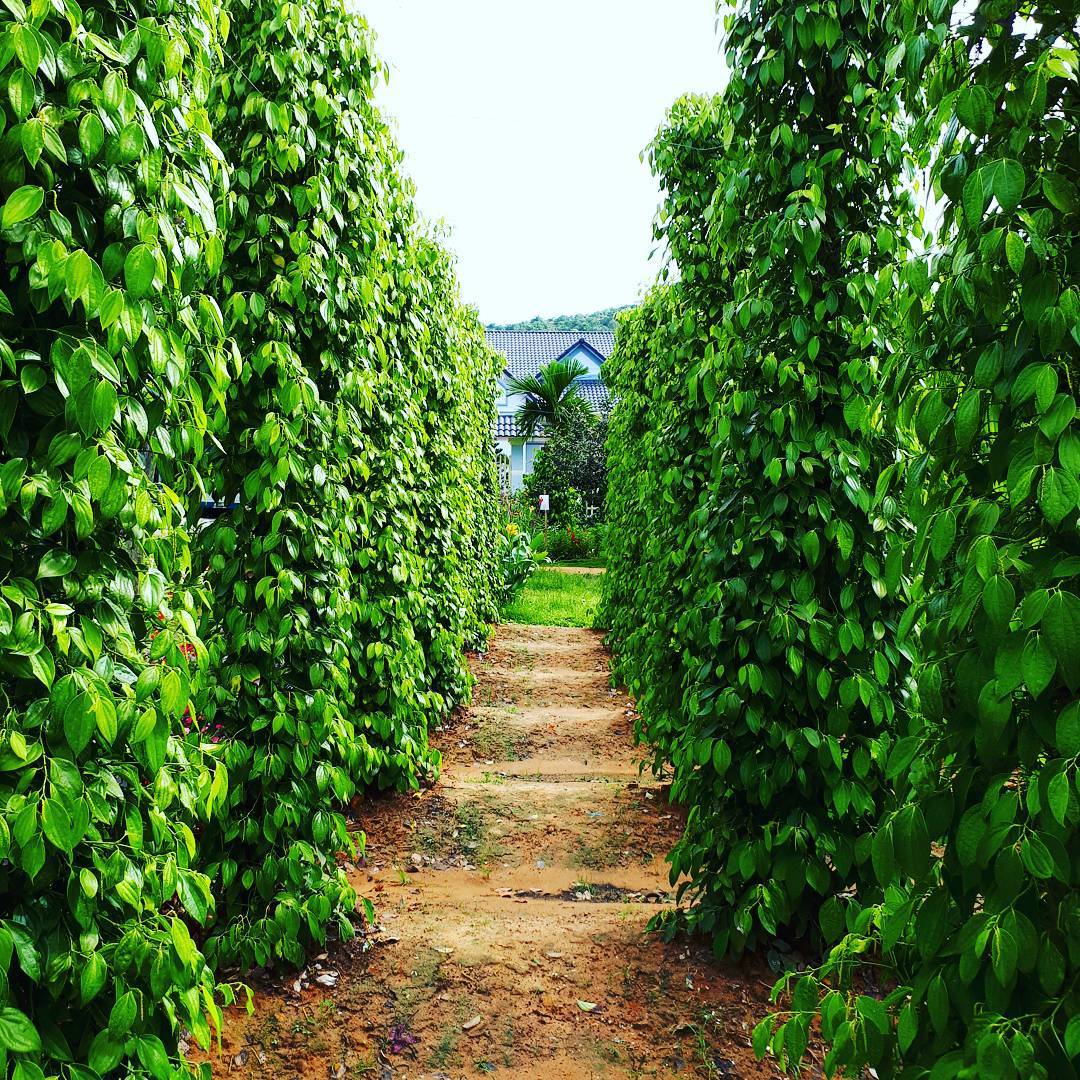 du lịch Phú Quốc