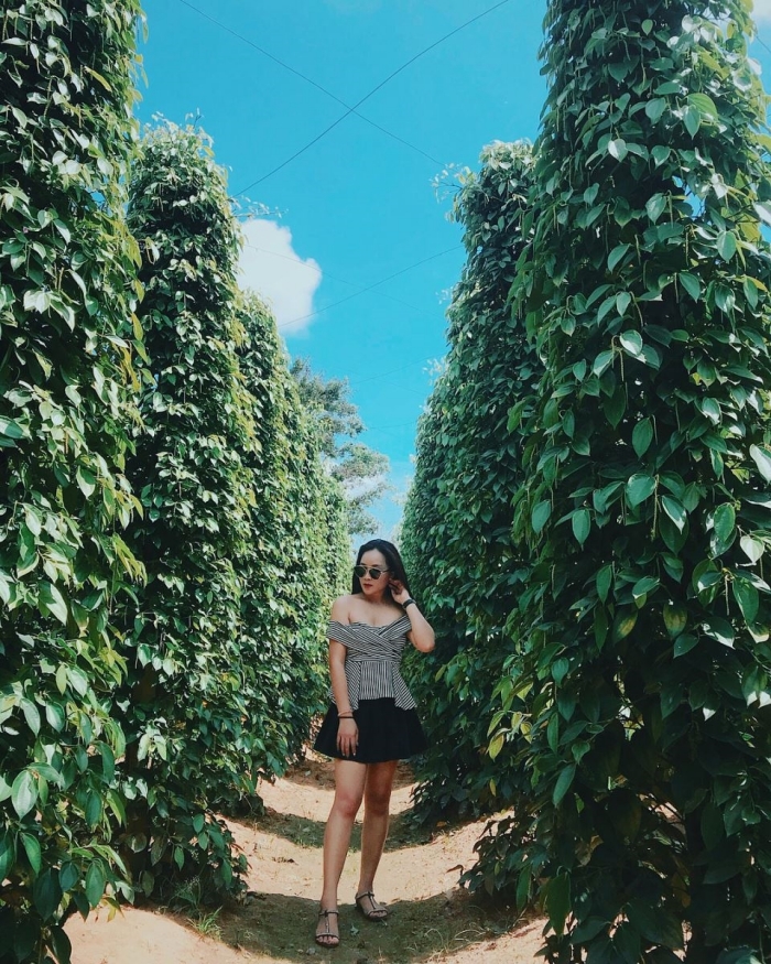 vườn tiêu Phú Quốc