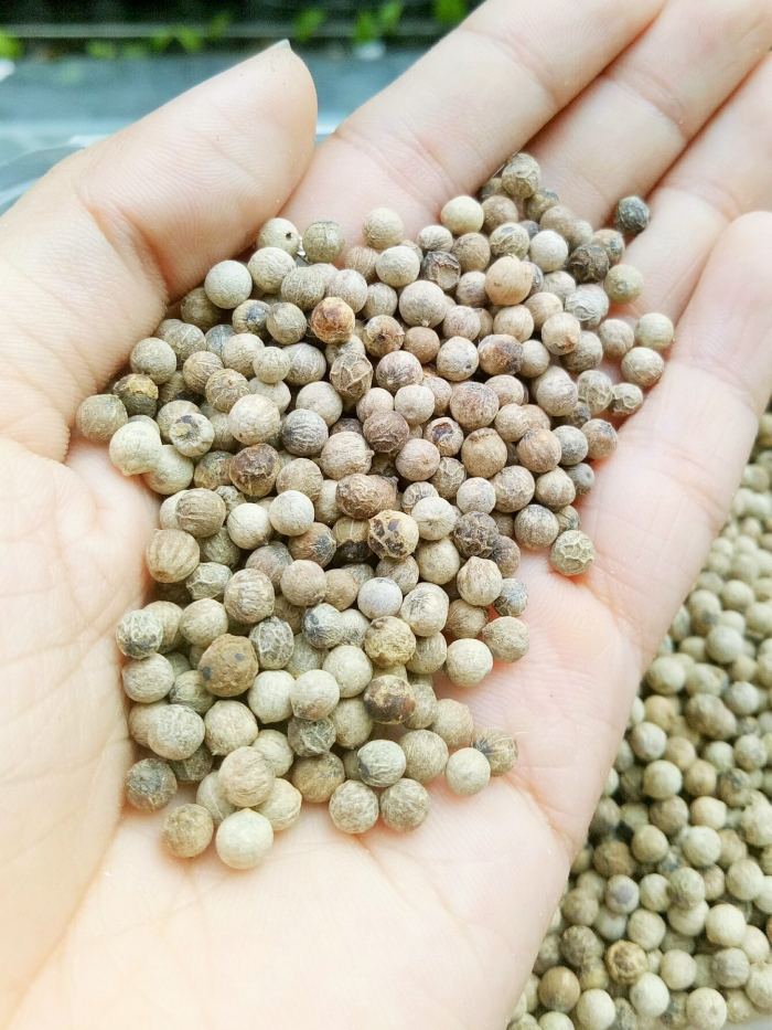 vườn tiêu Phú Quốc