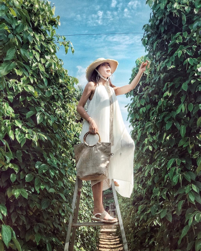 vườn tiêu Phú Quốc