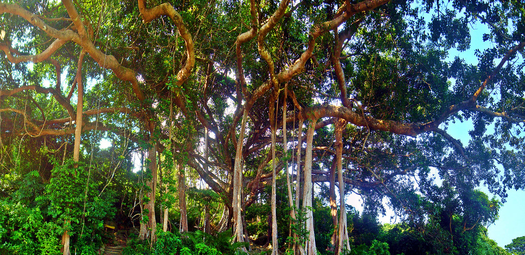 Review Bán đảo Sơn Trà - Viên ngọc quý của Đà Nẵng