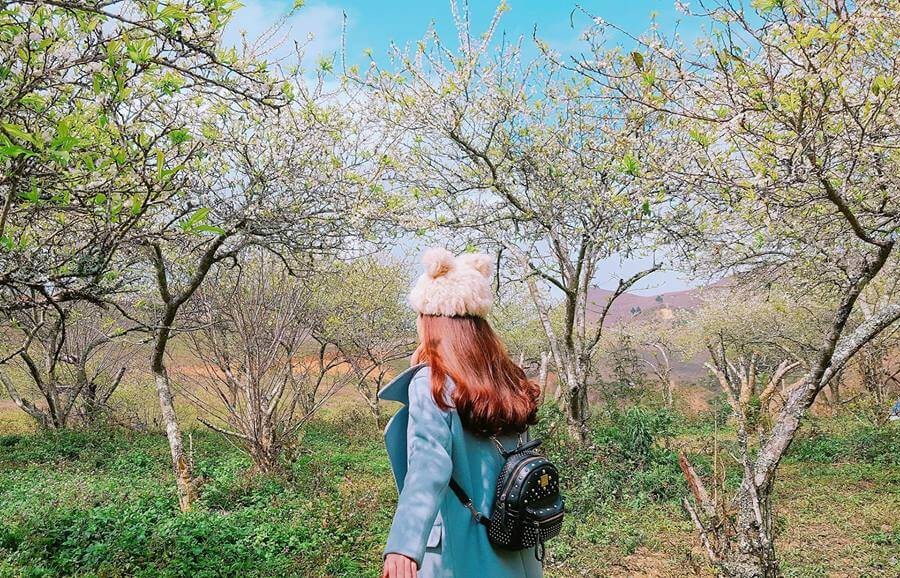 Kinh nghiệm du lịch Mộc Châu chi tiết nhất 2022