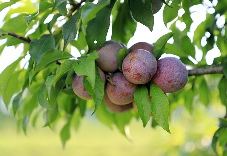 Kinh nghiệm du lịch Mộc Châu chi tiết nhất 2022