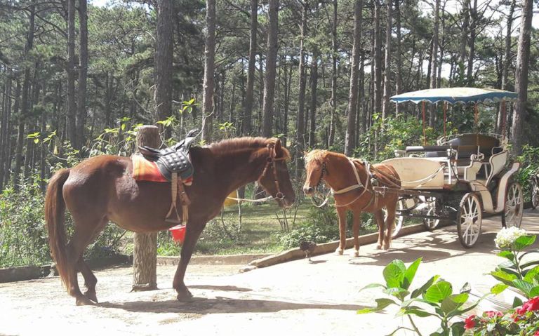 Khám phá Hồ Than Thở: nét thơ mộng tại xứ ngàn hoa Đà Lạt
