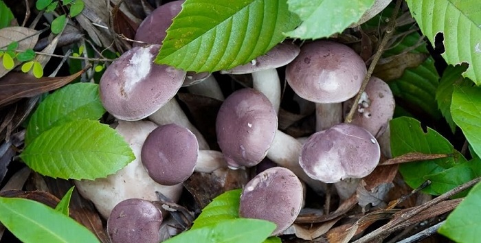 chợ đêm Phú Quốc