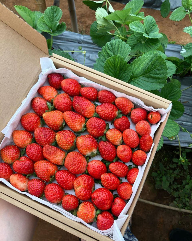 Cẩm nang du lịch Đà Lạt mới nhất năm 2022