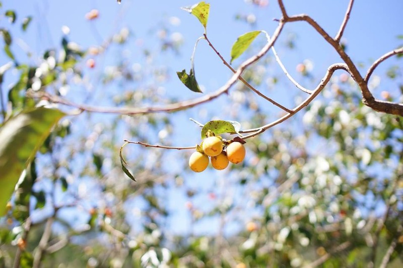 Hồng giòn Đà Lạt - Thức quà độc đáo của xứ lạnh