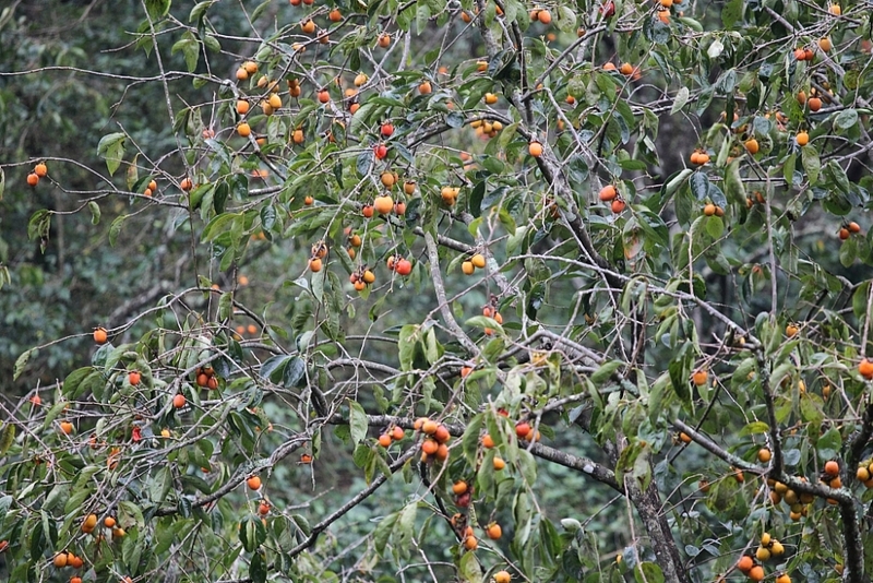 Hồng giòn Đà Lạt - Thức quà độc đáo của xứ lạnh