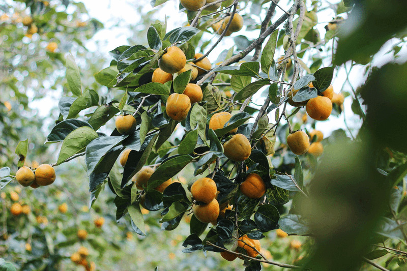 Hồng giòn Đà Lạt - Thức quà độc đáo của xứ lạnh