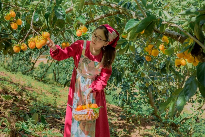 Hồng giòn Đà Lạt - Thức quà độc đáo của xứ lạnh