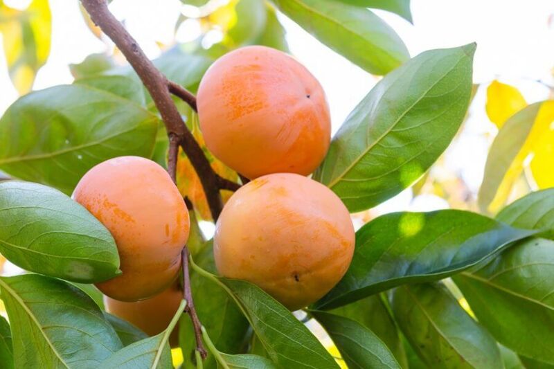 Hồng giòn Đà Lạt - Thức quà độc đáo của xứ lạnh