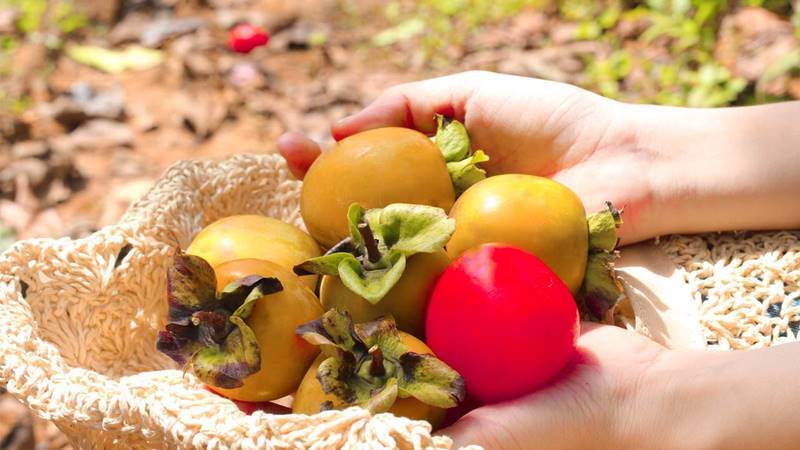 Hồng giòn Đà Lạt - Thức quà độc đáo của xứ lạnh