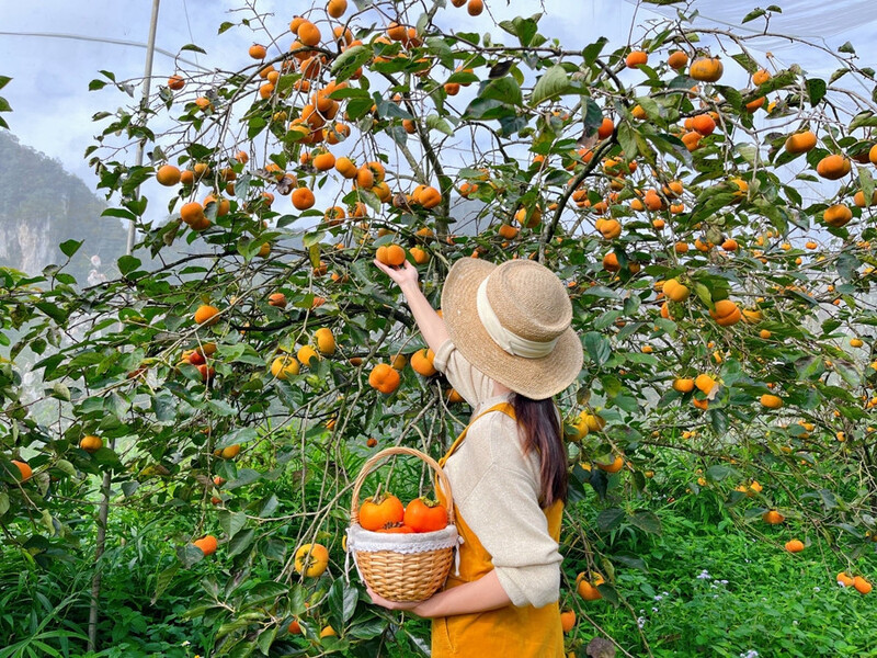 Hồng giòn Đà Lạt - Thức quà độc đáo của xứ lạnh