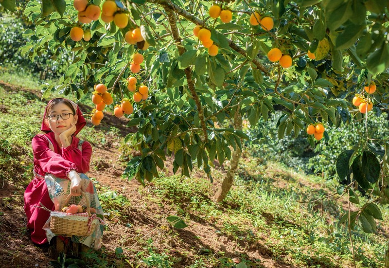 Hồng giòn Đà Lạt - Thức quà độc đáo của xứ lạnh