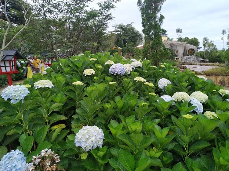 Khu du lịch Lá Phong - Điểm đến mộng mơ giữa lòng Đà lạt