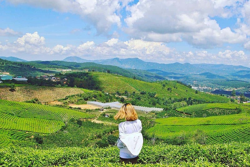 Khám phá vẻ đẹp của Cầu Đất Đà Lạt - Đồi chè hơn 100 tuổi