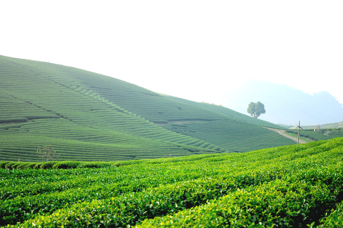 Khám phá vẻ đẹp của những đồi chè Mộc Châu thơ mộng