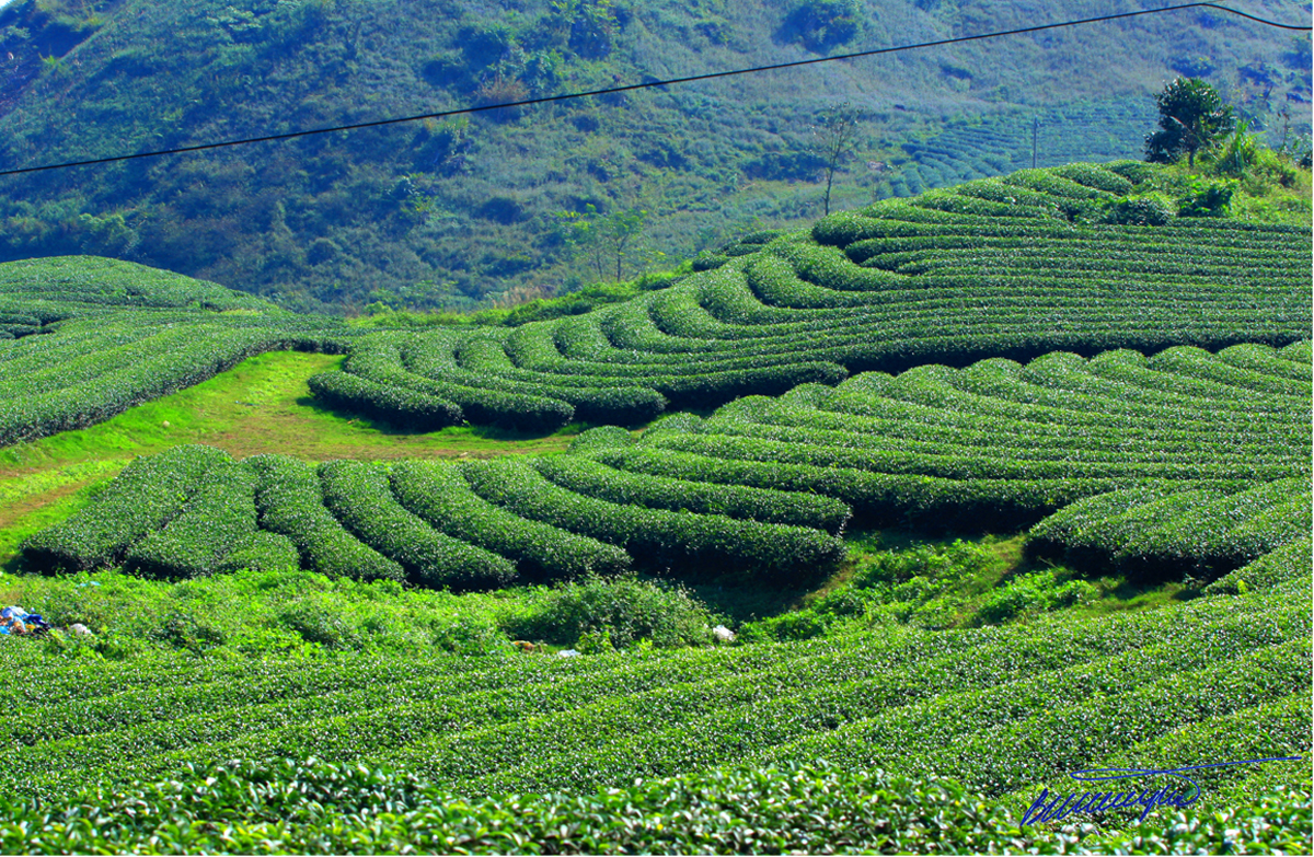 Khám phá vẻ đẹp của những đồi chè Mộc Châu thơ mộng