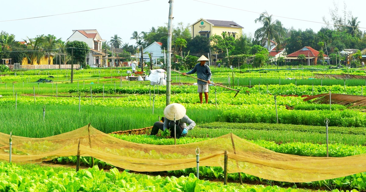 Làng rau Trà Quế - Chốn quê thanh bình tại Hội An