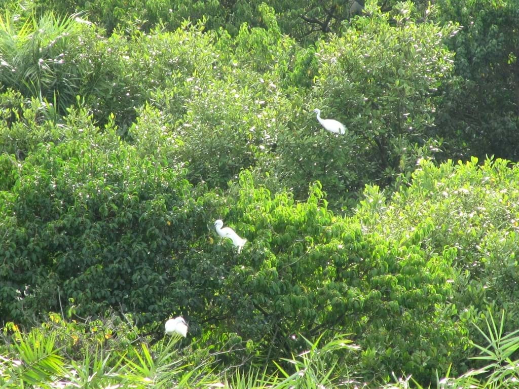 rừng ngập mặn cần giờ