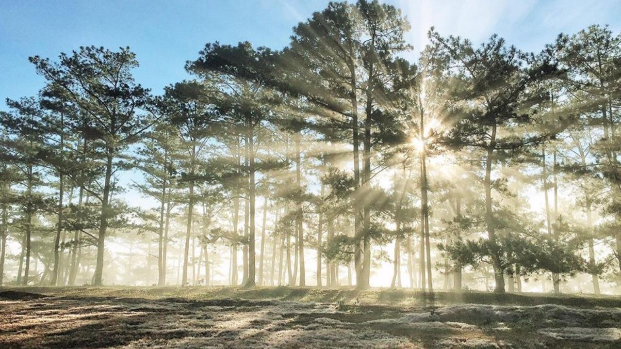 rừng thông Đà Lạt