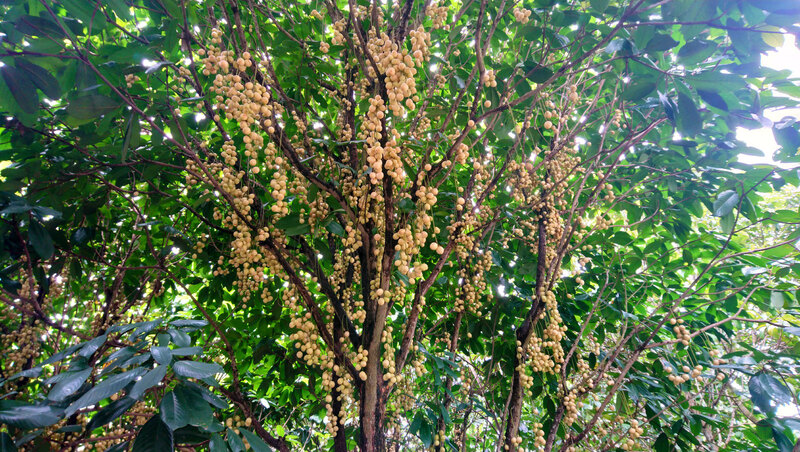 Bật mí Top các địa điểm du lịch Cần Thơ dành cho bạn