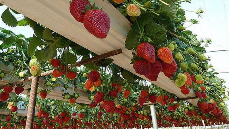 Top 25 cảnh đẹp Đà Lạt - Hành Trình Khám Phá Xứ Sở Ngàn Hoa