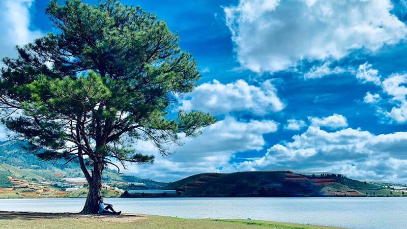 Cây thông cô đơn Đà Lạt - Không chỉ là chốn về của con dân FA