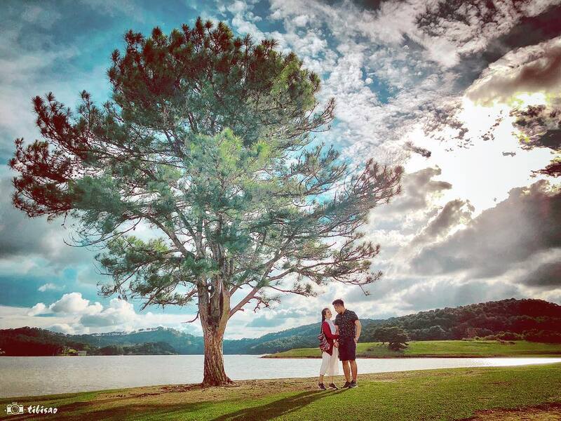 Cây thông cô đơn Đà Lạt - Không chỉ là chốn về của con dân FA