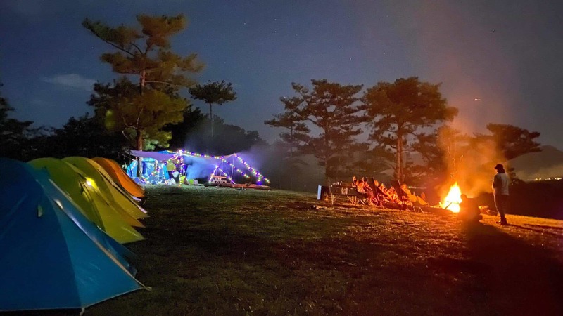 Cây thông cô đơn Đà Lạt - Không chỉ là chốn về của con dân FA