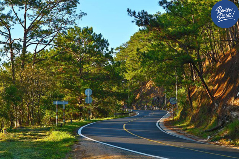 Cây thông cô đơn Đà Lạt - Không chỉ là chốn về của con dân FA