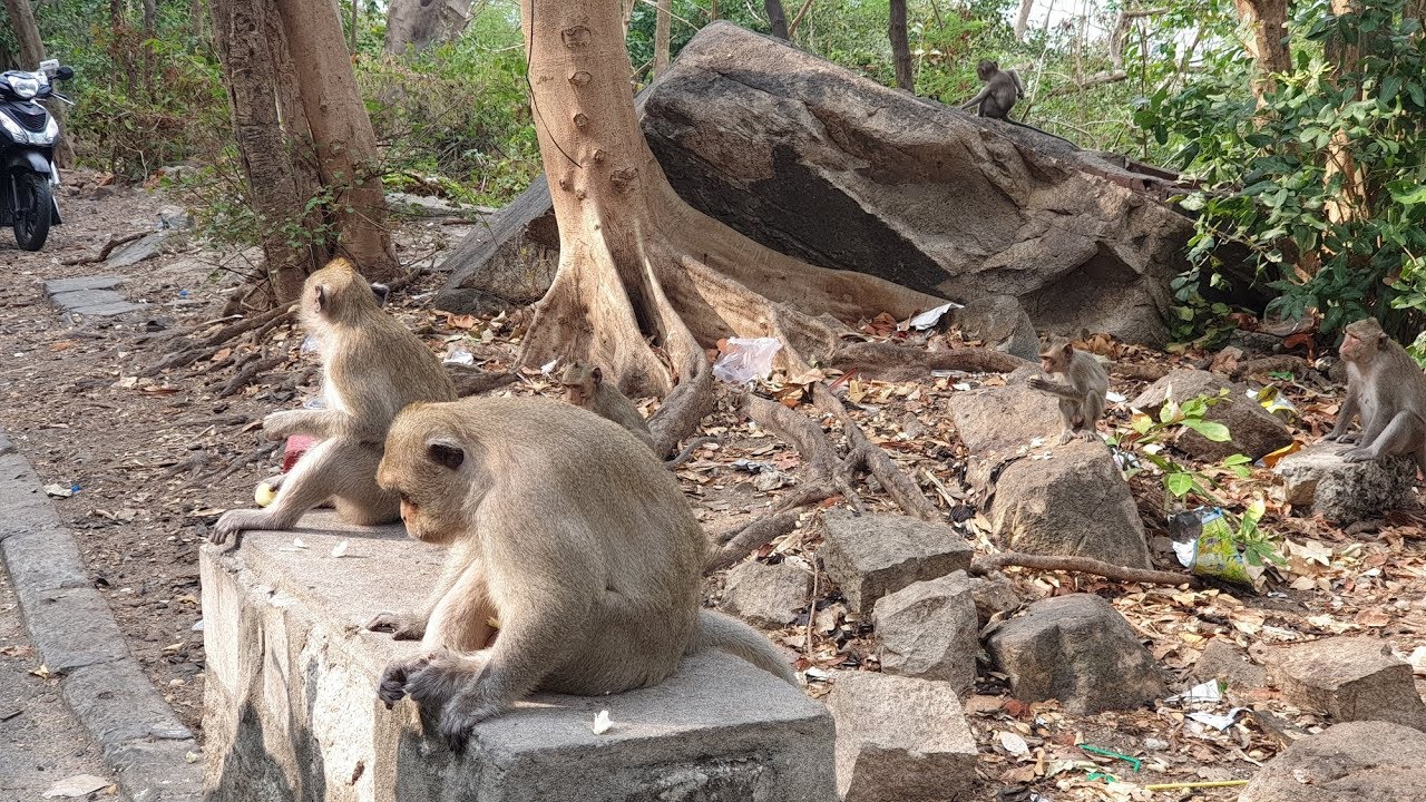 chùa khỉ Vũng Tàu
