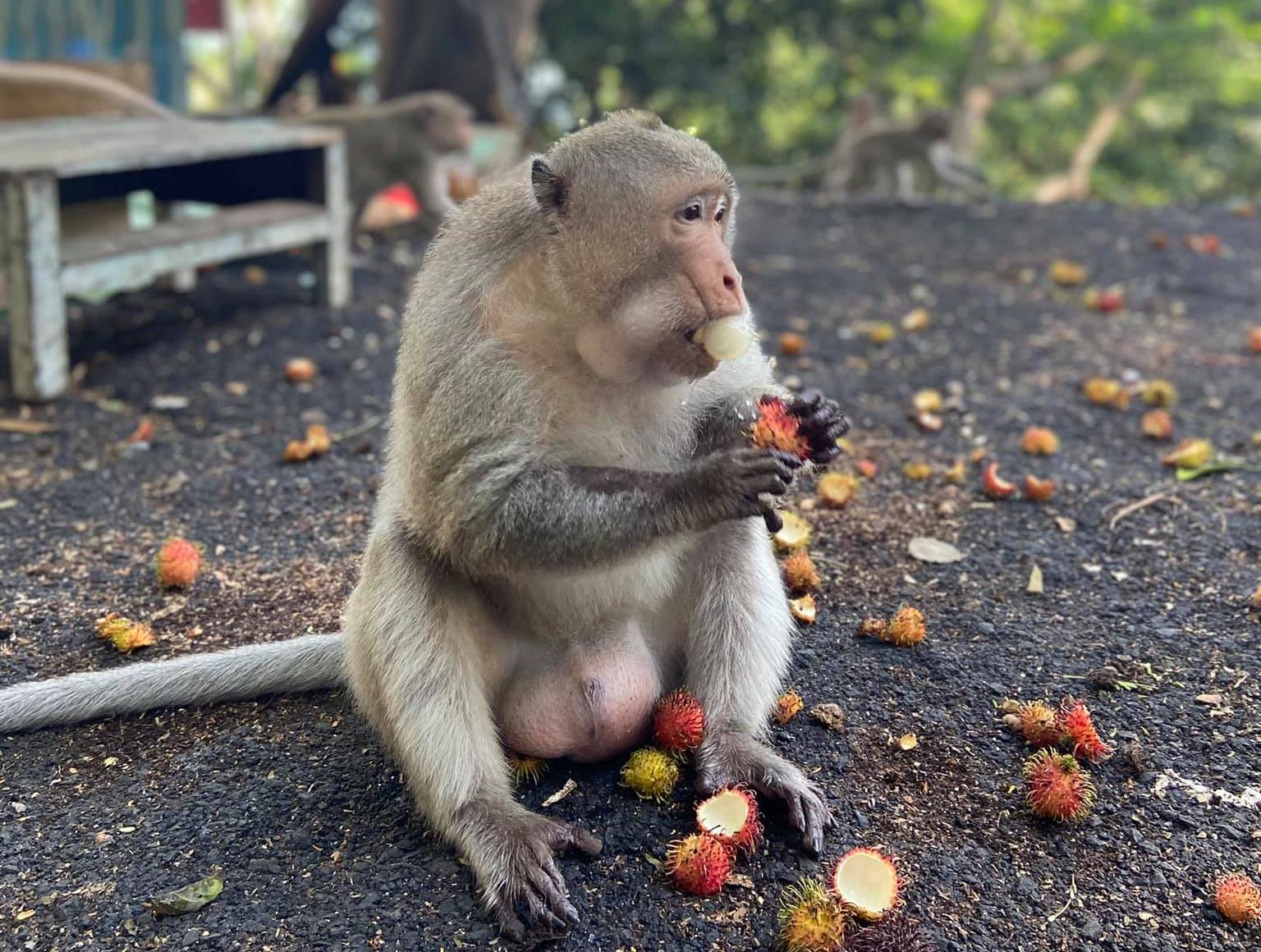 chùa khỉ Vũng Tàu