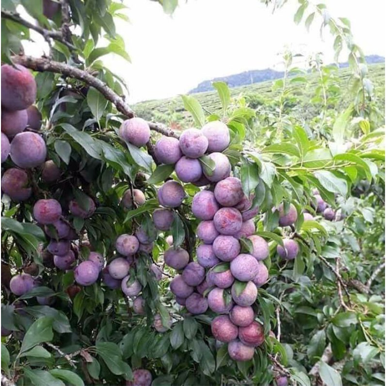 đặc sản Tây Bắc