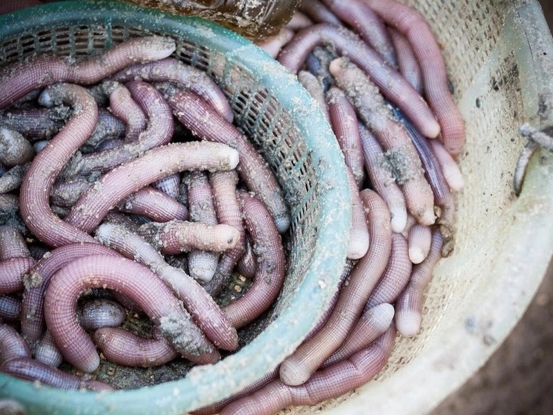 đặc sản cô tô