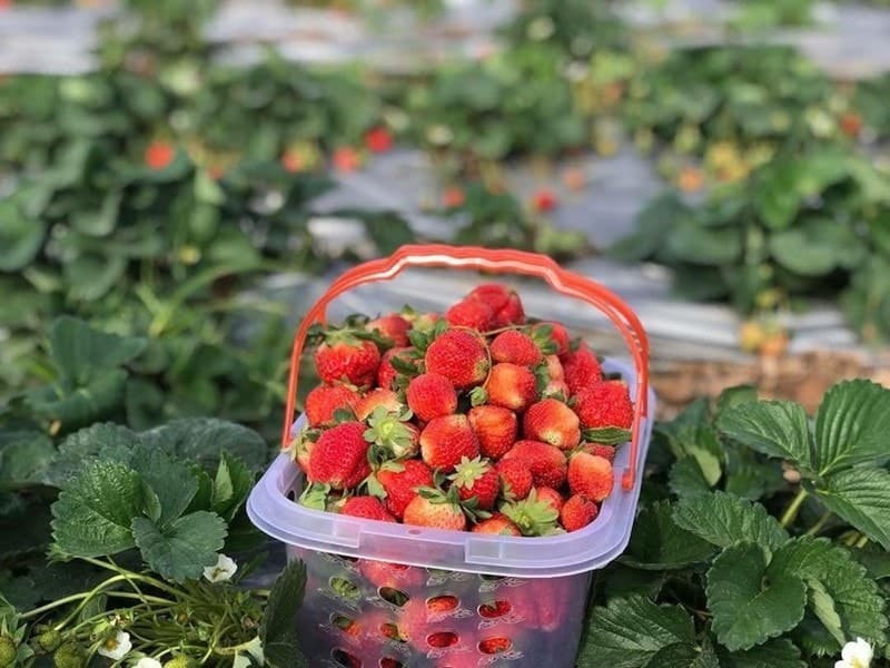 Dâu tây Mộc Châu và địa chỉ hái dâu không nên bỏ lỡ
