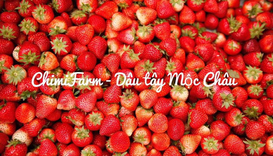 Dâu tây Mộc Châu và địa chỉ hái dâu không nên bỏ lỡ