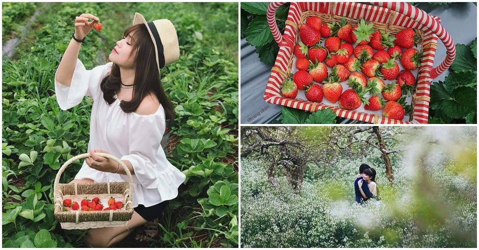 Dâu tây Mộc Châu và địa chỉ hái dâu không nên bỏ lỡ