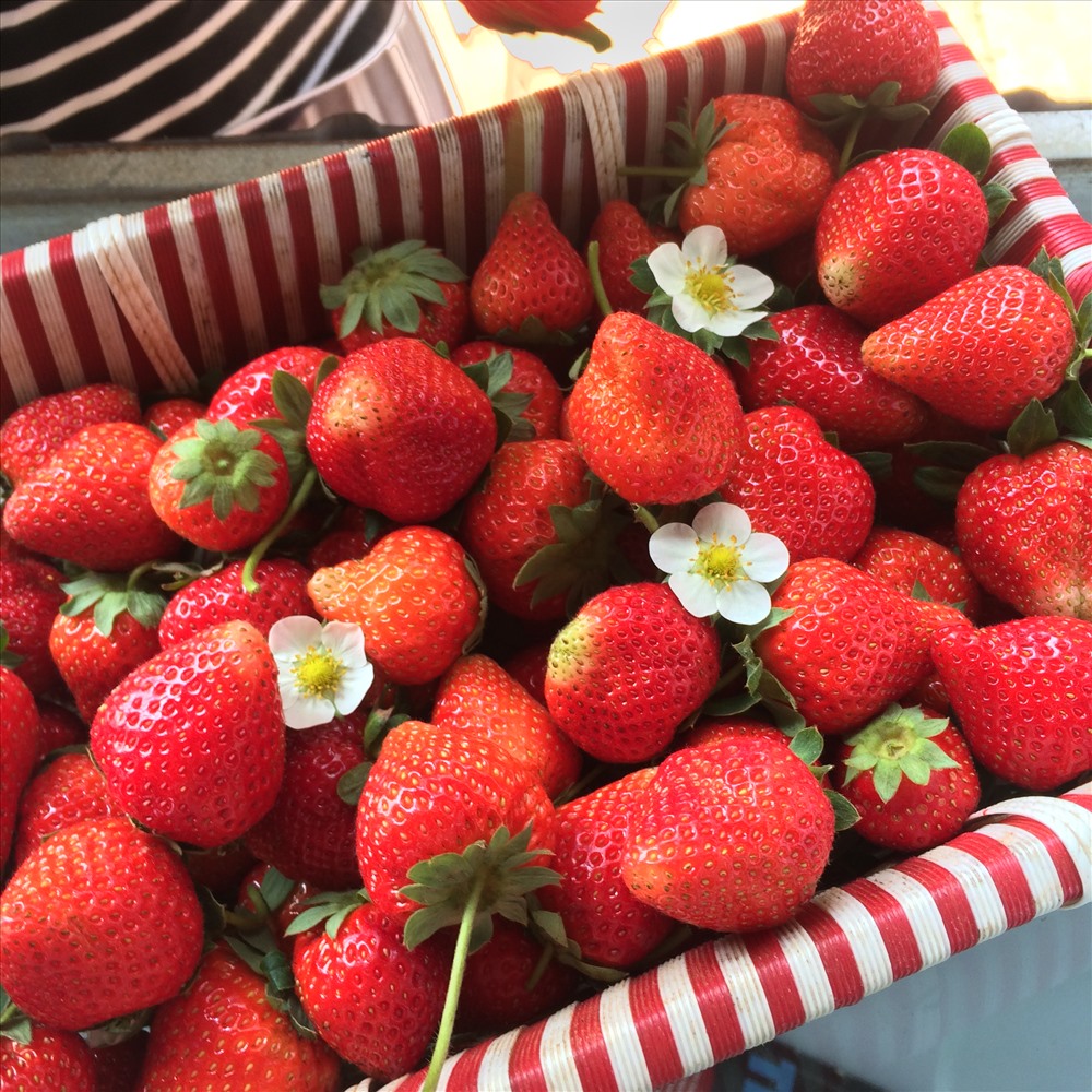 Dâu tây Mộc Châu và địa chỉ hái dâu không nên bỏ lỡ