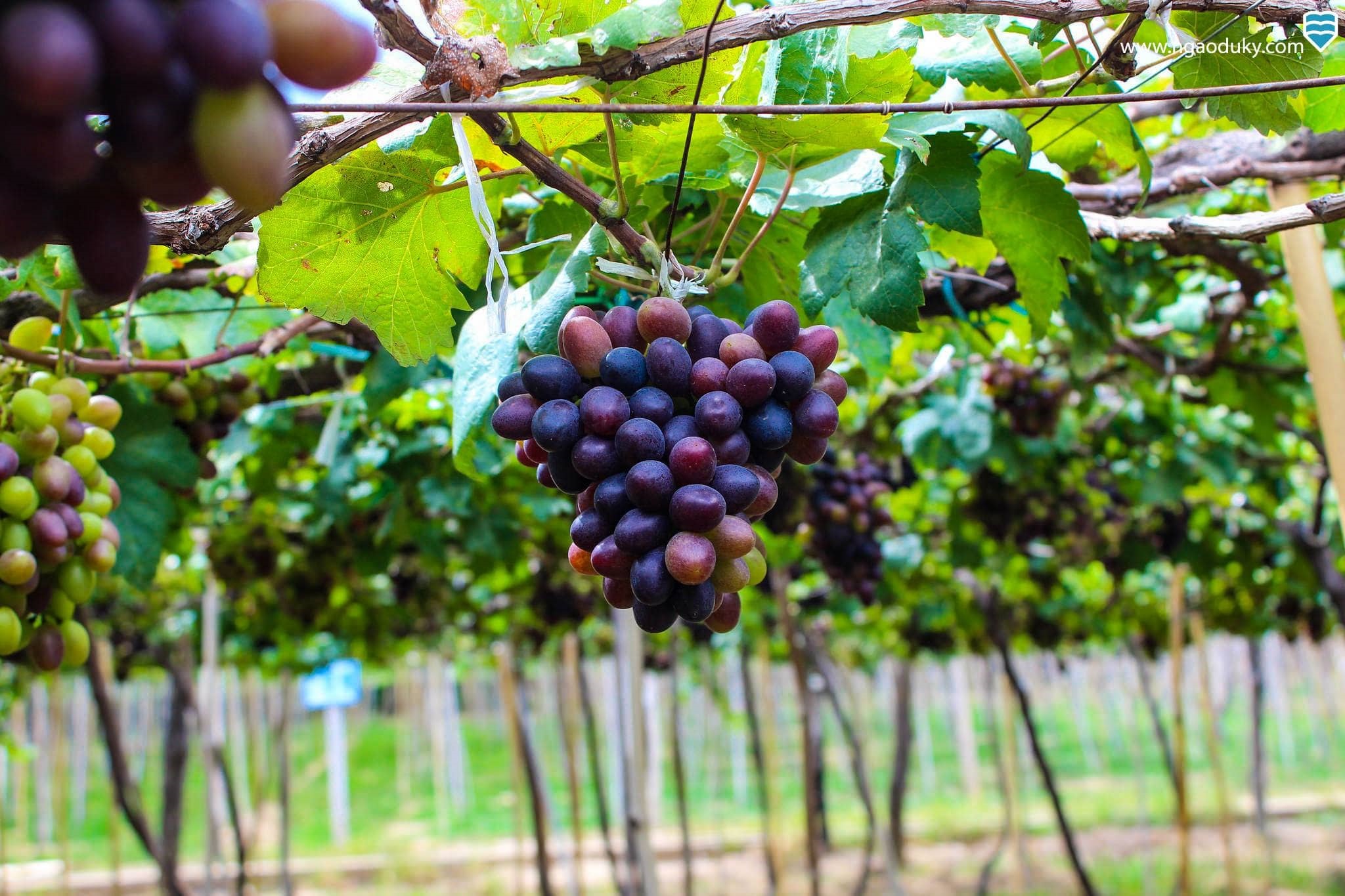 Top 10 địa điểm du lịch Ninh Thuận - đến là không muốn vềyyyyg