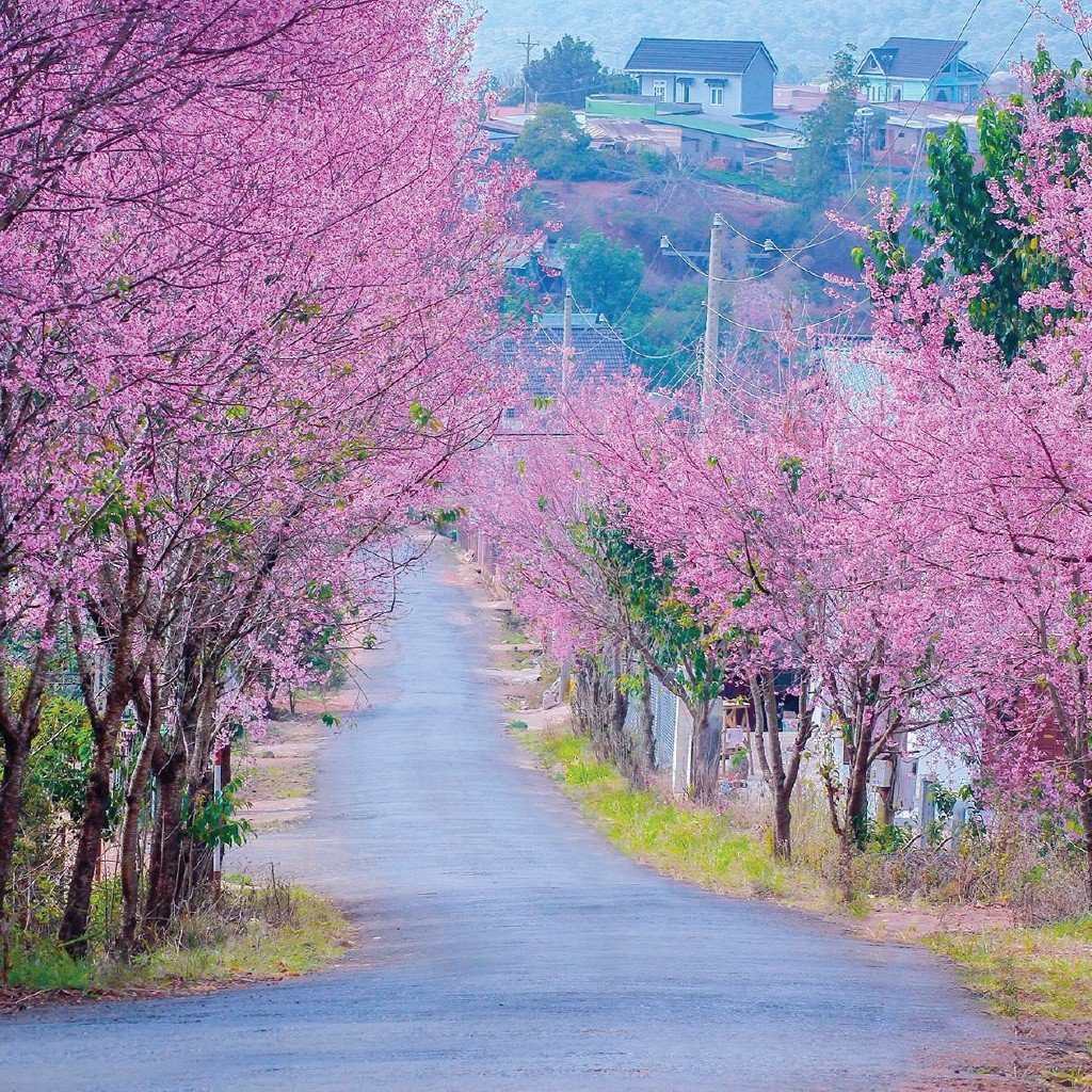 đi đà lạt mùa nào đẹp